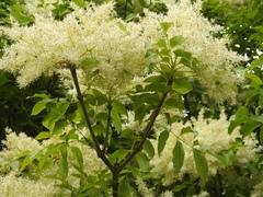 Fraxinus excelsior