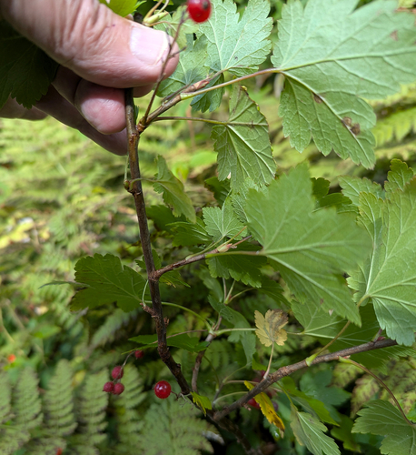 Ribes glandulosum, photograph 4