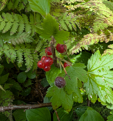 Ribes glandulosum, photograph (c) Christian Back, some rights reserved (CC BY)
