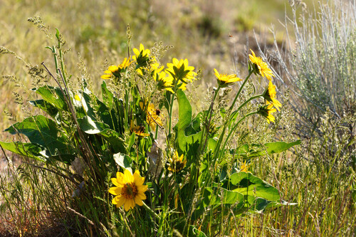 Balsamorhiza careyana