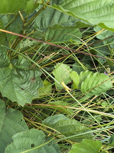 Gold Grasshopper