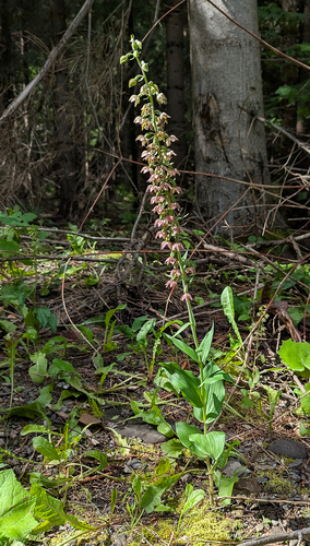 Broad-leaved helleborine