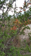 Vachellia rigidula