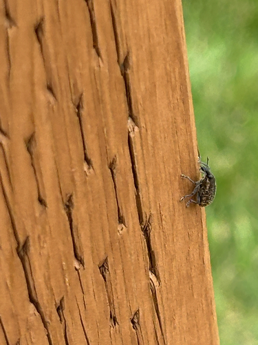 Canada Thistle Bud Weevil