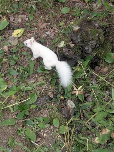 American Red Squirrel