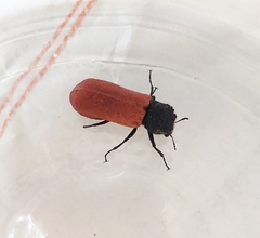 Bostrichus capucinus