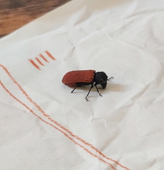 Bostrichus capucinus