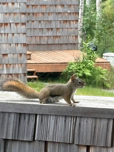 American Red Squirrel