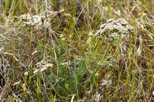 Lomatium macrocarpum, photograph 2