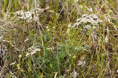 Lomatium macrocarpum, photograph (c) Joel Gardner, some rights reserved (CC BY)