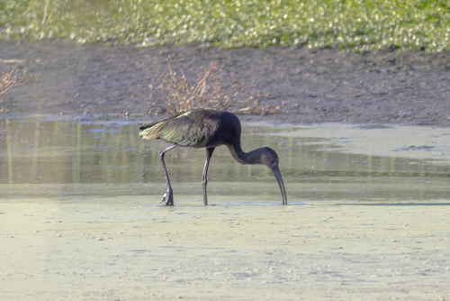 iNaturalist observation photo of White-faced Ibis