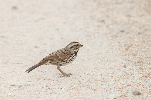 iNaturalist observation photo of Song Sparrow