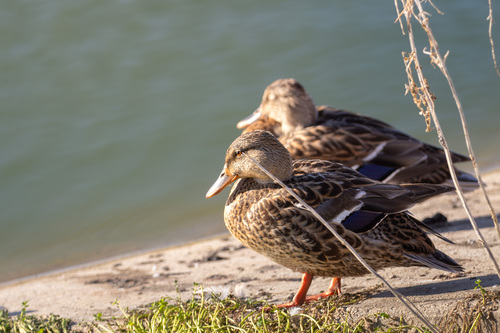 iNaturalist observation photo of Mallard