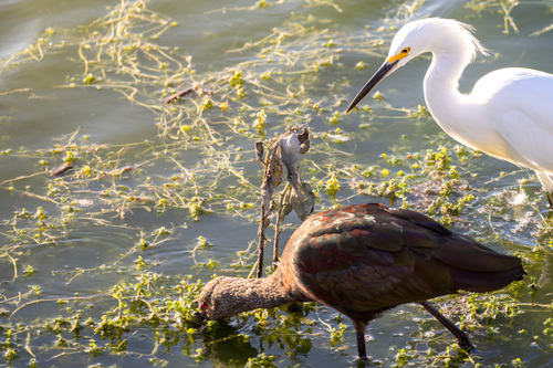 iNaturalist observation photo of Snowy Egret