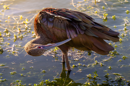 iNaturalist observation photo of White-faced Ibis