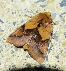 Pyrrhia exprimens