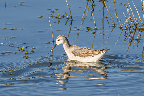 iNaturalist observation photo of Wilson's Phalarope