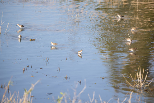 iNaturalist observation photo of Least Sandpiper