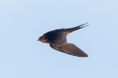 iNaturalist observation photo of Barn Swallow