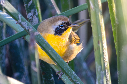 iNaturalist observation photo of Common Yellowthroat