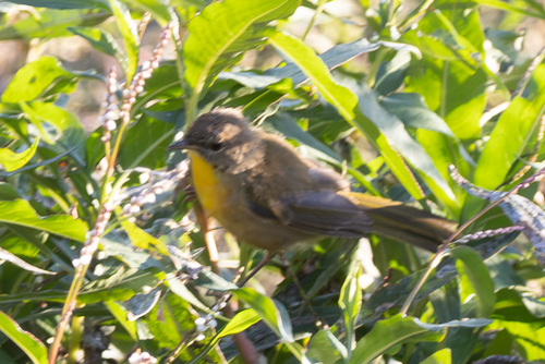 iNaturalist observation photo of Common Yellowthroat