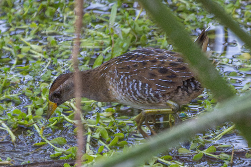 iNaturalist observation photo of Sora