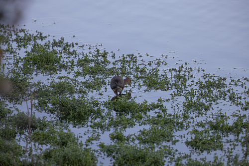 iNaturalist observation photo of Purple Gallinule
