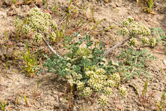 Lomatium macrocarpum, photograph (c) Joel Gardner, some rights reserved (CC BY)