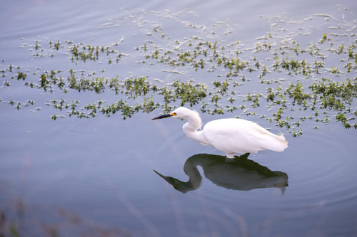 iNaturalist observation photo of Snowy Egret