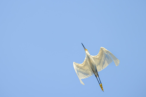 iNaturalist observation photo of Snowy Egret