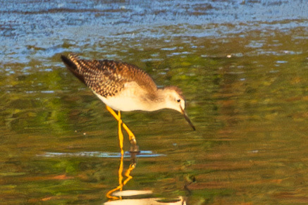 iNaturalist observation photo of Lesser Yellowlegs