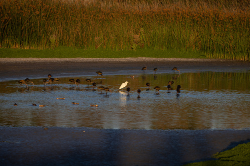 iNaturalist observation photo of Snowy Egret