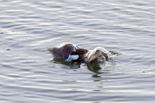 iNaturalist observation photo of Ruddy Duck