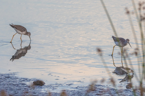 iNaturalist observation photo of Greater Yellowlegs