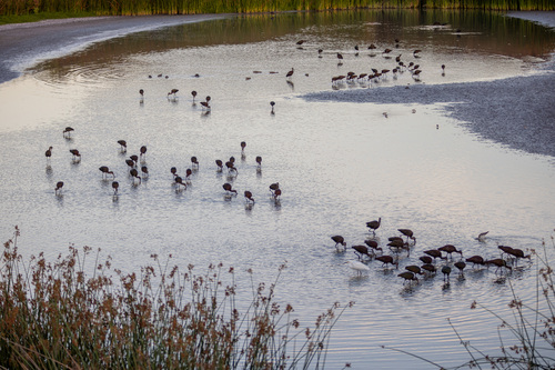 iNaturalist observation photo of White-faced Ibis