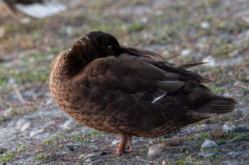iNaturalist observation photo of Domestic Mallard