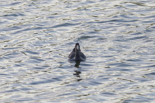 iNaturalist observation photo of American Coot