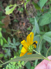 (c) Chris Stahl, some rights reserved (CC BY) Helianthus hirsutus, photograph (c) Chris Stahl, some rights reserved (CC BY)