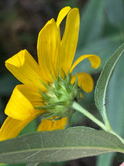 (c) Chris Stahl, some rights reserved (CC BY) Helianthus hirsutus, photograph (c) Chris Stahl, some rights reserved (CC BY)