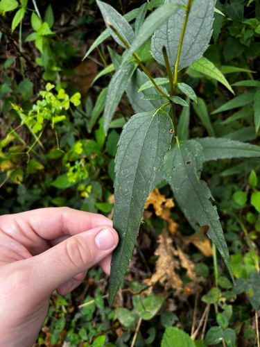 Helianthus hirsutus, photograph 5