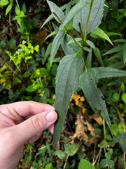 (c) Chris Stahl, some rights reserved (CC BY) Helianthus hirsutus, photograph (c) Chris Stahl, some rights reserved (CC BY)