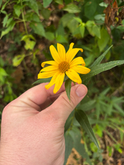 (c) Chris Stahl, some rights reserved (CC BY) Helianthus hirsutus, photograph (c) Chris Stahl, some rights reserved (CC BY)