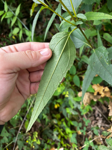Helianthus hirsutus, photograph 6