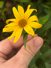 (c) Chris Stahl, some rights reserved (CC BY) Helianthus hirsutus, photograph (c) Chris Stahl, some rights reserved (CC BY)