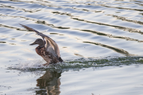 iNaturalist observation photo of Mallard