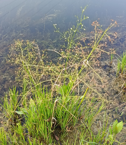 Наблюдение на iNaturalist