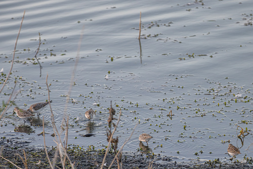 iNaturalist observation photo of Western Sandpiper