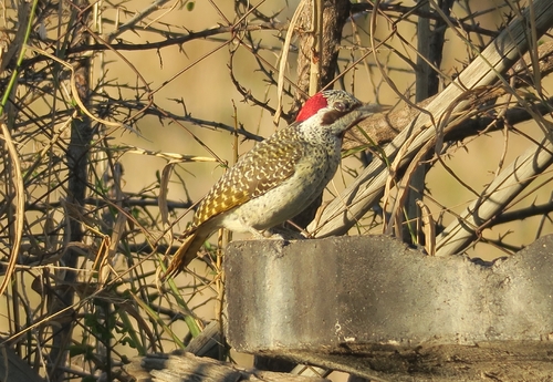 iNaturalist image