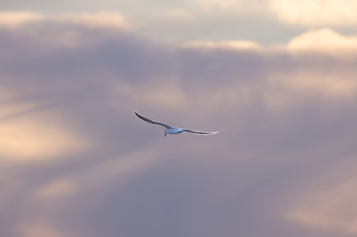 iNaturalist observation photo of Caspian Tern
