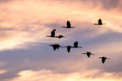 iNaturalist observation photo of White-faced Ibis